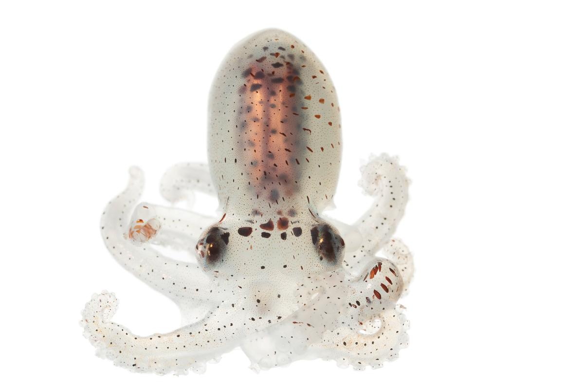 ギャラリー 変幻自在 不思議いっぱいの美しいタコたち 写真28点 ナショナルジオグラフィック日本版サイト ギャラリー 変幻自在 不思議いっぱいの美しいタコたち 写真28点 ナショナルジオグラフィック日本版サイト