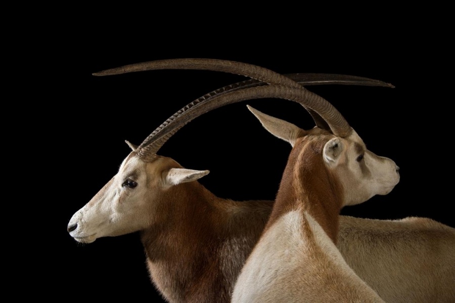 ラブリー動物 ツノがある 最高の動物画像 ラブリー動物 ツノがある 最高の動物画像
