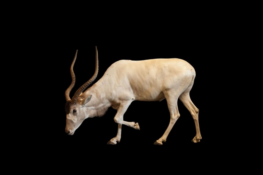 ギャラリー 戦う 威嚇 立派な角をもつ動物22選 ナショナルジオグラフィック日本版サイト ギャラリー 戦う 威嚇 立派な角をもつ動物22選 ナショナルジオグラフィック日本版サイト