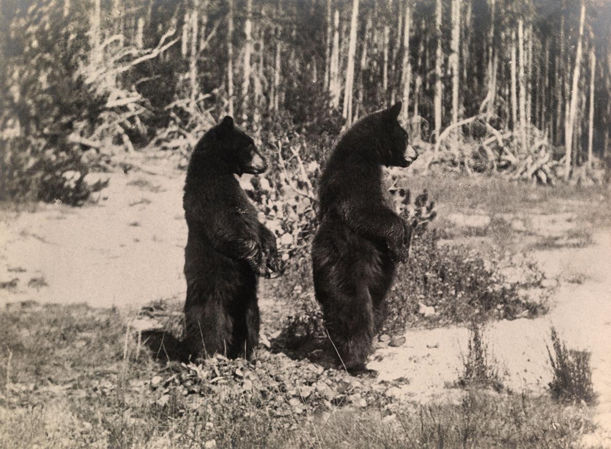 ギャラリー 国立公園内でクマと人間が 交流 今なら目を疑う写真9点 ナショナルジオグラフィック日本版サイト