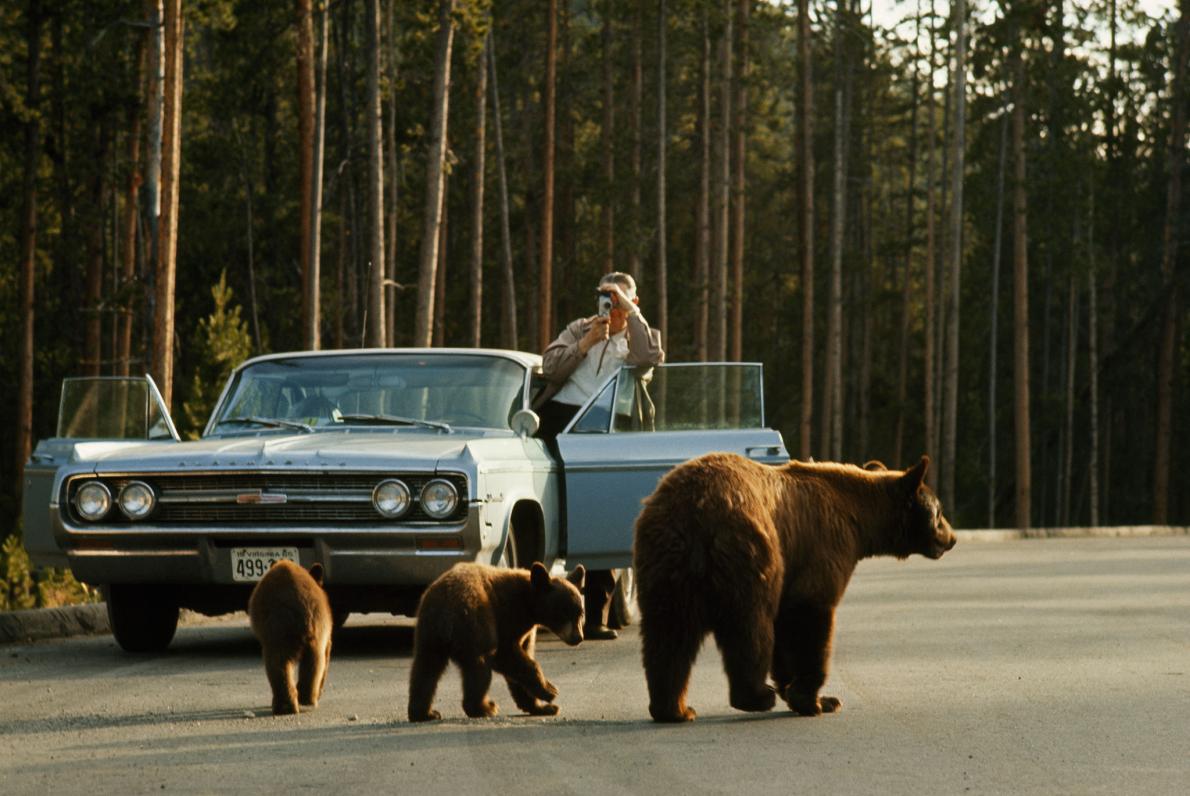 ギャラリー 国立公園内でクマと人間が 交流 今なら目を疑う写真9点 ナショナルジオグラフィック日本版サイト