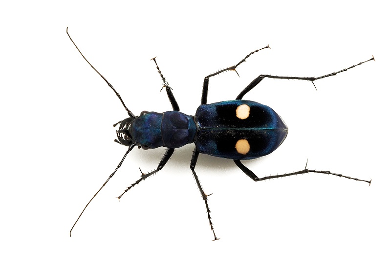 ギャラリー コスタリカの飛ばないハンミョウの生態と日本のハンミョウ 写真26点 ナショナルジオグラフィック日本版サイト ギャラリー コスタリカの飛ばないハンミョウの生態と日本のハンミョウ 写真26点 ナショナルジオグラフィック日本版サイト