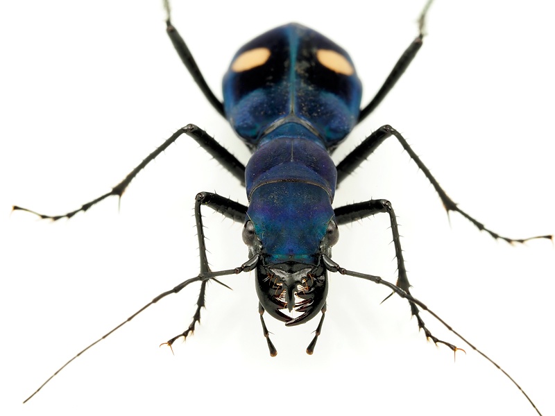 ギャラリー コスタリカの飛ばないハンミョウの生態と日本のハンミョウ 写真26点 ナショナルジオグラフィック日本版サイト ギャラリー コスタリカの飛ばないハンミョウの生態と日本のハンミョウ 写真26点 ナショナルジオグラフィック日本版サイト