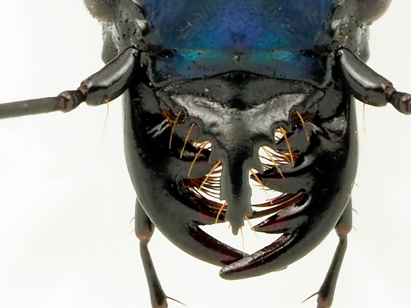 ペルーの美麗ハンミョウ Pseudoxycheila sp.