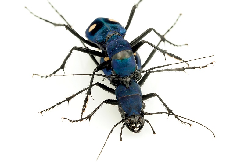 ギャラリー コスタリカの飛ばないハンミョウの生態と日本のハンミョウ 写真26点 ナショナルジオグラフィック日本版サイト ギャラリー コスタリカの飛ばないハンミョウの生態と日本のハンミョウ 写真26点 ナショナルジオグラフィック日本版サイト