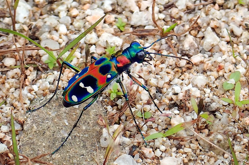 ギャラリー コスタリカの飛ばないハンミョウの生態と日本のハンミョウ 写真26点 ナショナルジオグラフィック日本版サイト ギャラリー コスタリカの飛ばないハンミョウの生態と日本のハンミョウ 写真26点 ナショナルジオグラフィック日本版サイト