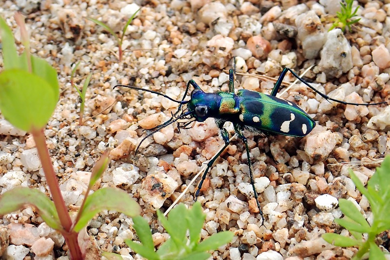 ギャラリー コスタリカの飛ばないハンミョウの生態と日本のハンミョウ 写真26点 ナショナルジオグラフィック日本版サイト ギャラリー コスタリカの飛ばないハンミョウの生態と日本のハンミョウ 写真26点 ナショナルジオグラフィック日本版サイト