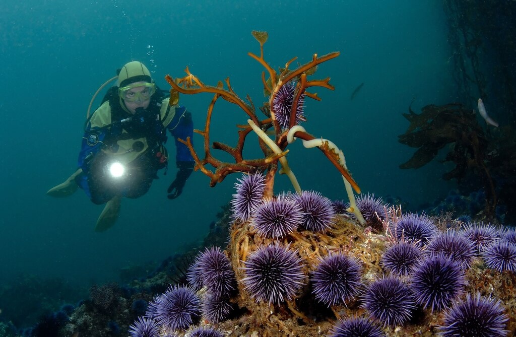 ギャラリー ウニを食べてケルプの森を救え 米カリフォルニア 写真9点 ナショナルジオグラフィック日本版サイト ギャラリー ウニを食べてケルプの森を救え 米カリフォルニア 写真9点 ナショナルジオグラフィック日本版サイト