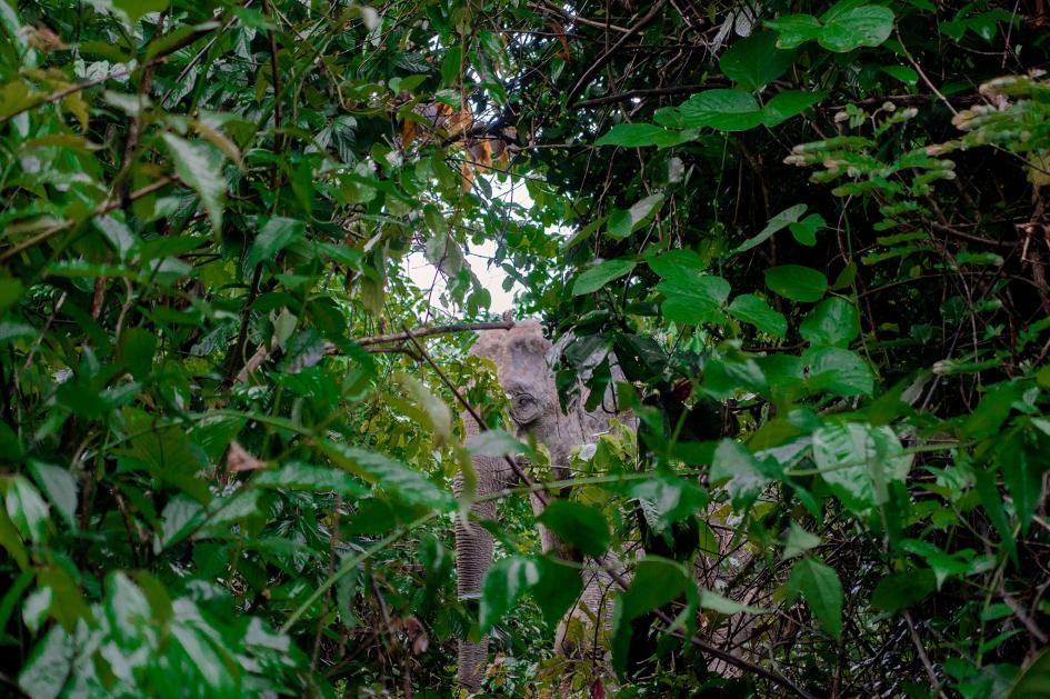 ギャラリー:アジアゾウ 写真7点 | ナショナルジオグラフィック日本版サイト