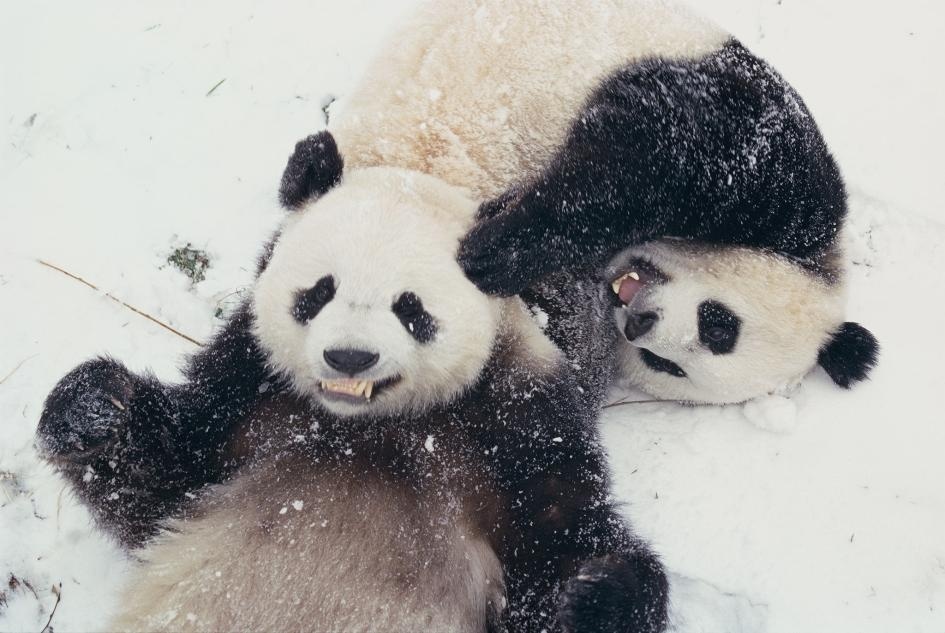 ギャラリー 雪にたわむれる動物たち 写真15点 ナショナルジオグラフィック日本版サイト ギャラリー 雪にたわむれる動物たち 写真15点 ナショナルジオグラフィック日本版サイト