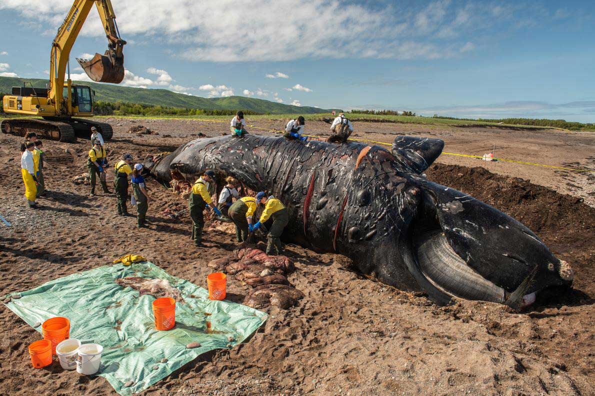 ギャラリー 相次ぐ絶滅危惧セミクジラの不自然死 残り400頭 ナショナルジオグラフィック日本版サイト