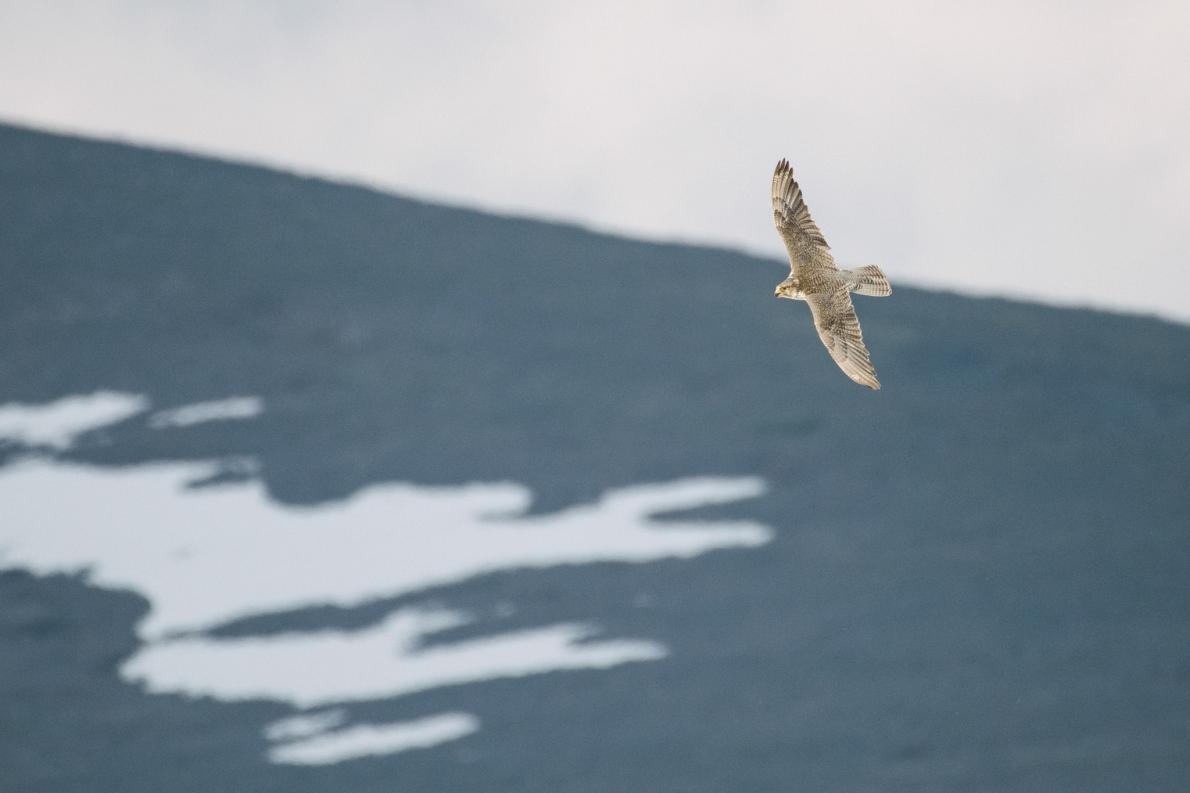 ギャラリー 世界最大のハヤブサ 北極圏のシロハヤブサの生態を撮った貴重な写真9点 ナショナルジオグラフィック日本版サイト
