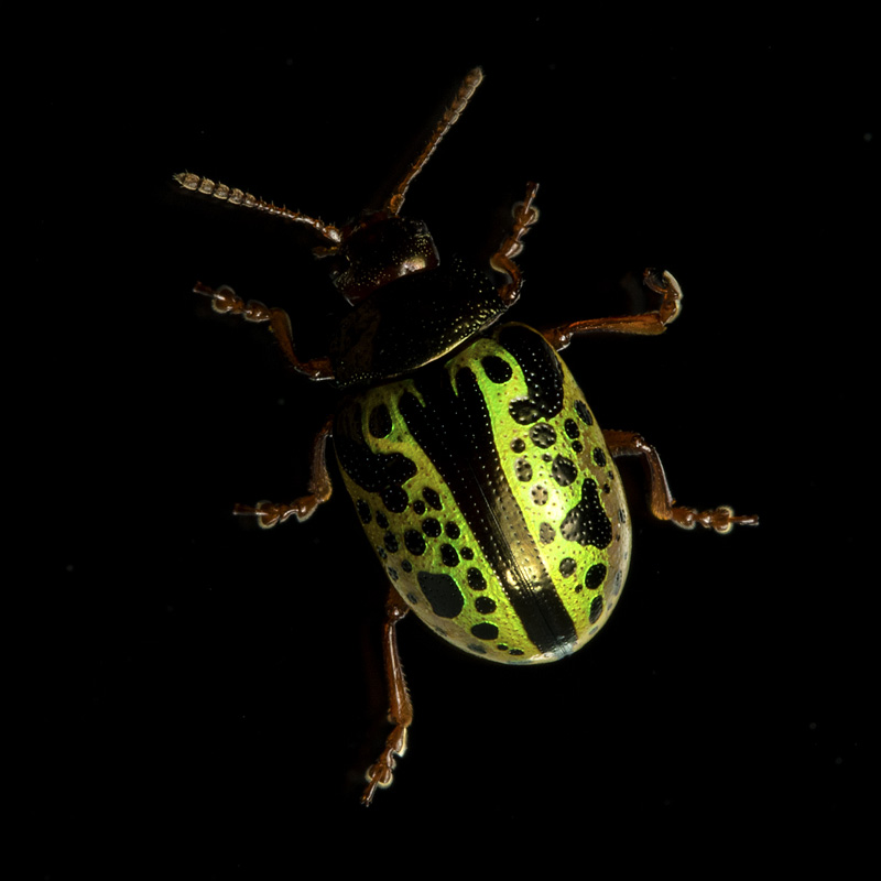 希少ブローチハムシ最大種！　Physonota dilatata.? ギャラリー：キラキラ宝石 コスタリカのハムシ8種 | ナショナル