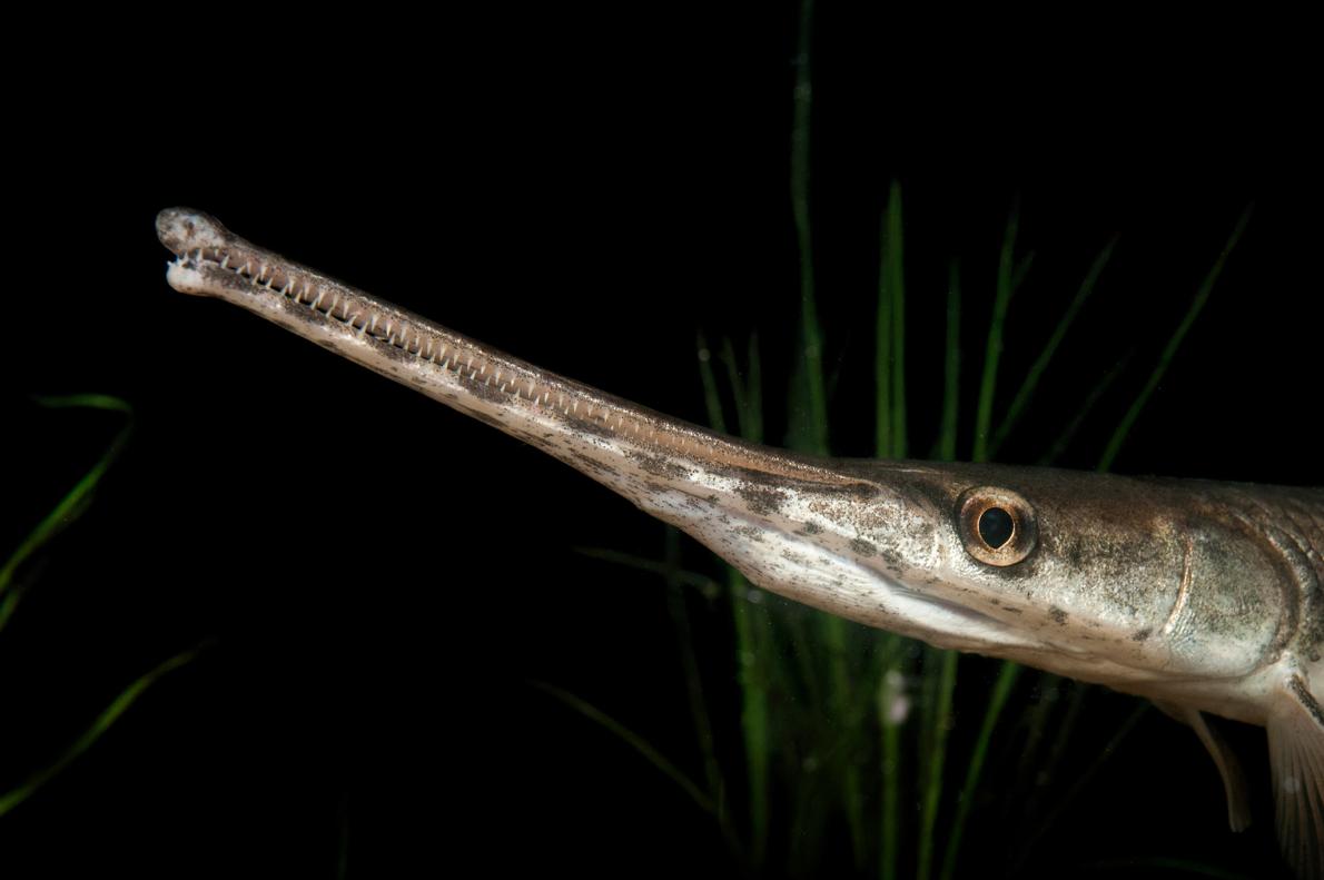 即納 ☆ ロングノーズガー Longnose gar 頭骨☆ - 頭骨・骨格