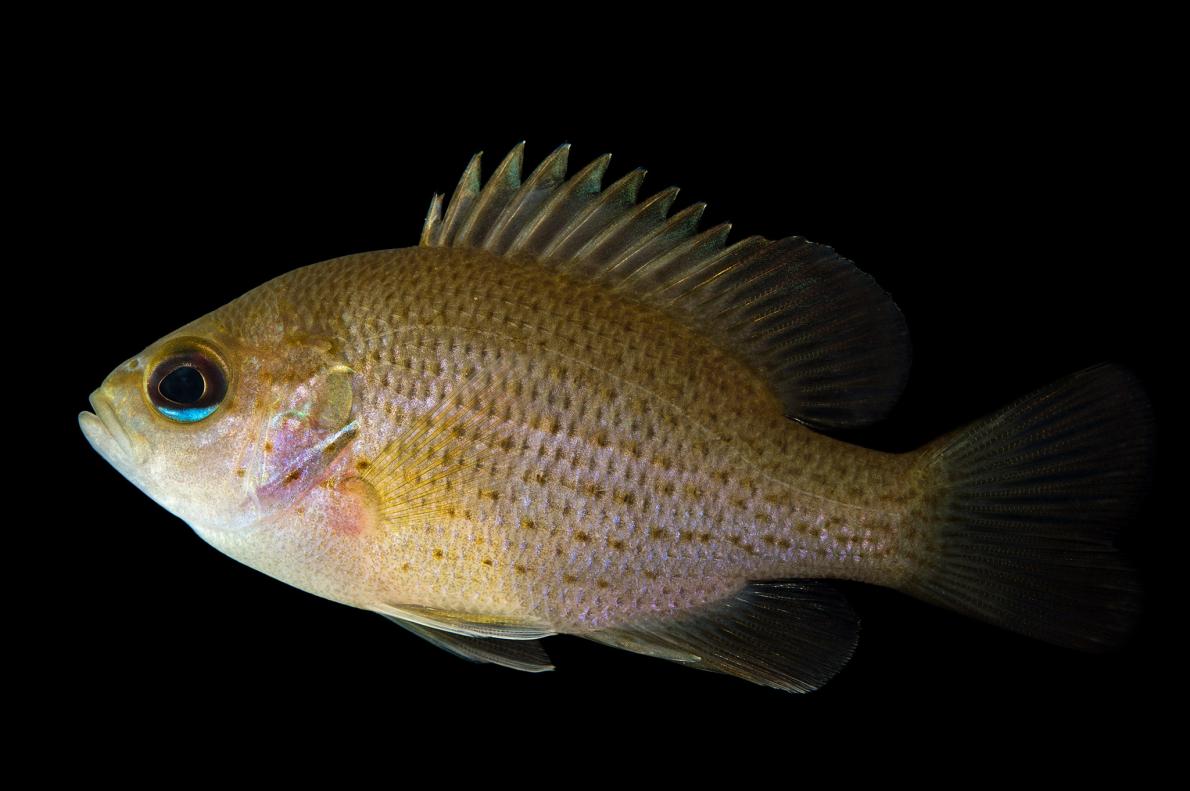 ギャラリー 地味と言わないで 実は多様な淡水魚 写真18点 ナショナルジオグラフィック日本版サイト