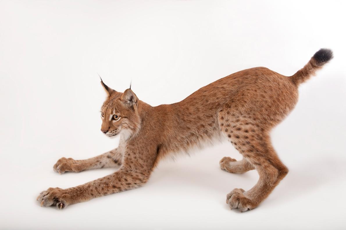 ギャラリー 現代の大型ネコ科動物たち 写真点 ナショナルジオグラフィック日本版サイト