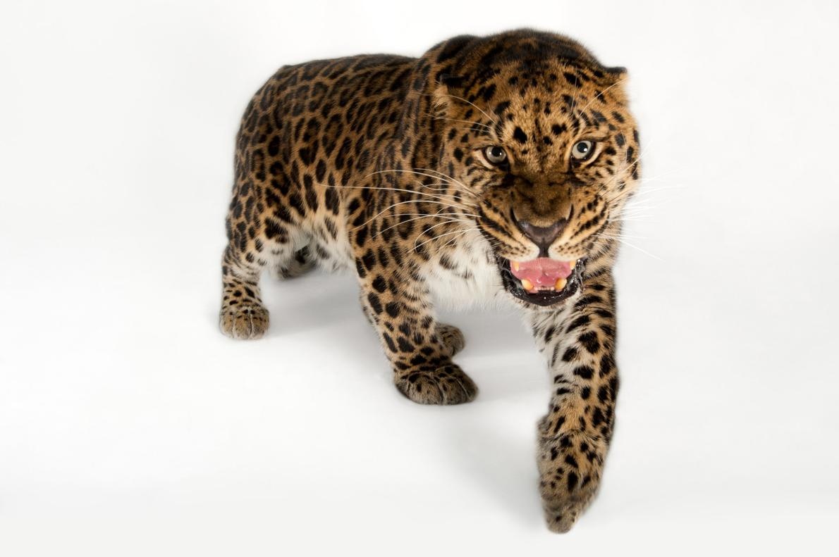 ギャラリー 現代の大型ネコ科動物たち 写真点 ナショナルジオグラフィック日本版サイト ギャラリー 現代の大型ネコ科動物たち 写真点 ナショナルジオグラフィック日本版サイト