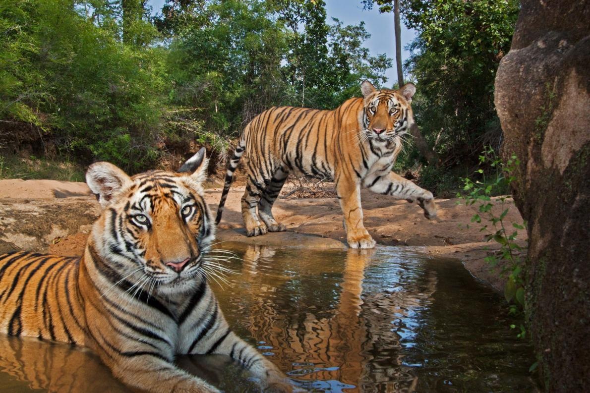 ギャラリー:「あ、撮られた!」 自動撮影された無防備な動物たち 写真18点ナショナルジオグラフィック日本版サイト
