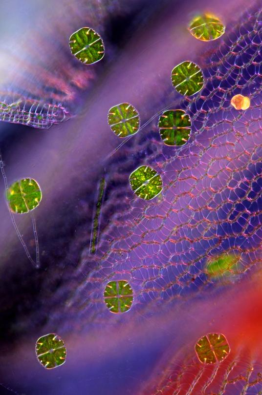 ギャラリー：顕微鏡で見た植物細胞 写真24点 | ナショナルジオ 