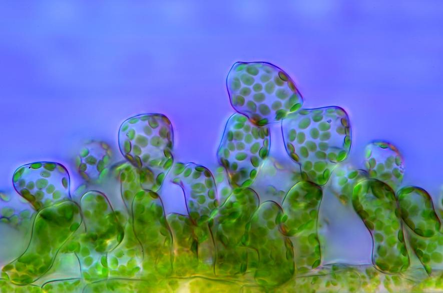 輝い 【新品】植物細胞図鑑 Universe」 顕微鏡写真集「Green 洋書 