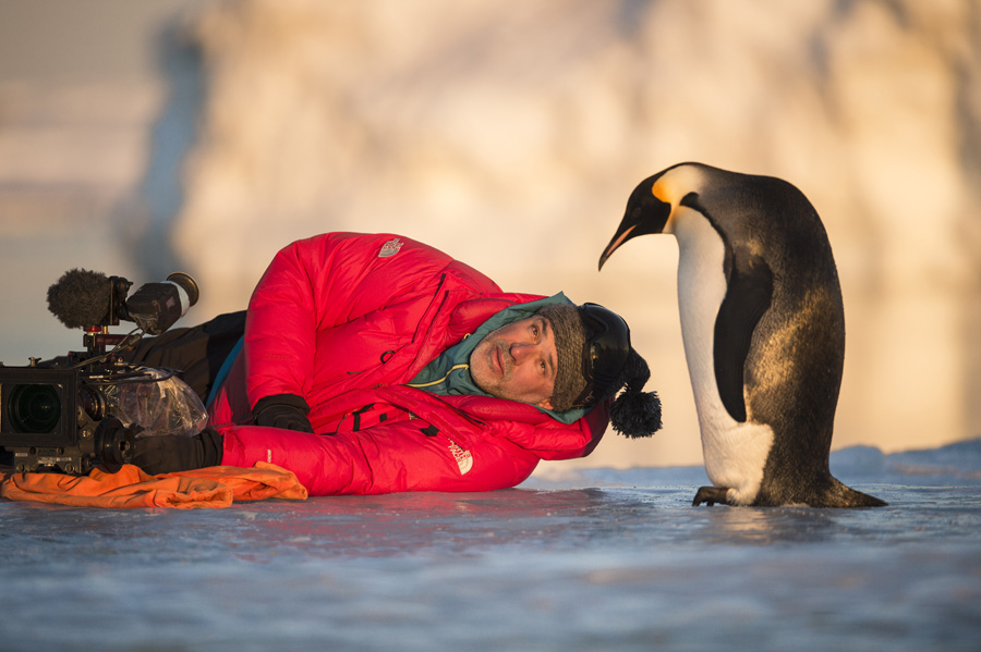 映画『皇帝ペンギン ただいま』フォトギャラリー | ナショナルジオグラフィック日本版サイト