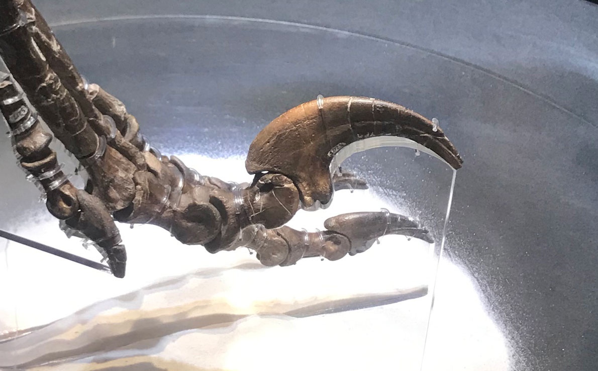 「恐竜博2019」ギャラリー:恐竜のイメージを変えた歴史的な化石たち 写真13点ナショナルジオグラフィック日本版サイト