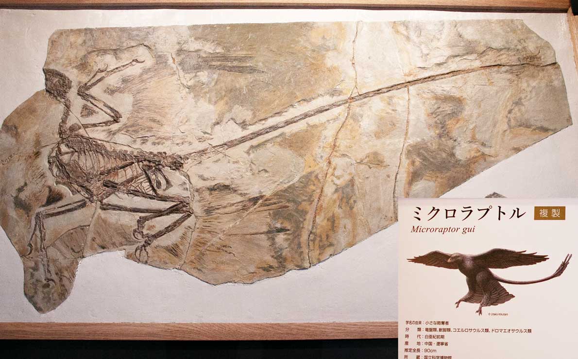 恐竜博2019」ギャラリー：恐竜のイメージを変えた歴史的な化石たち