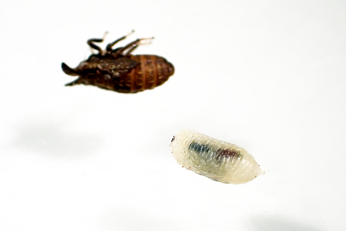 ギャラリー：ツノがある風変わりな幼虫の正体 写真12点 | ナショナル