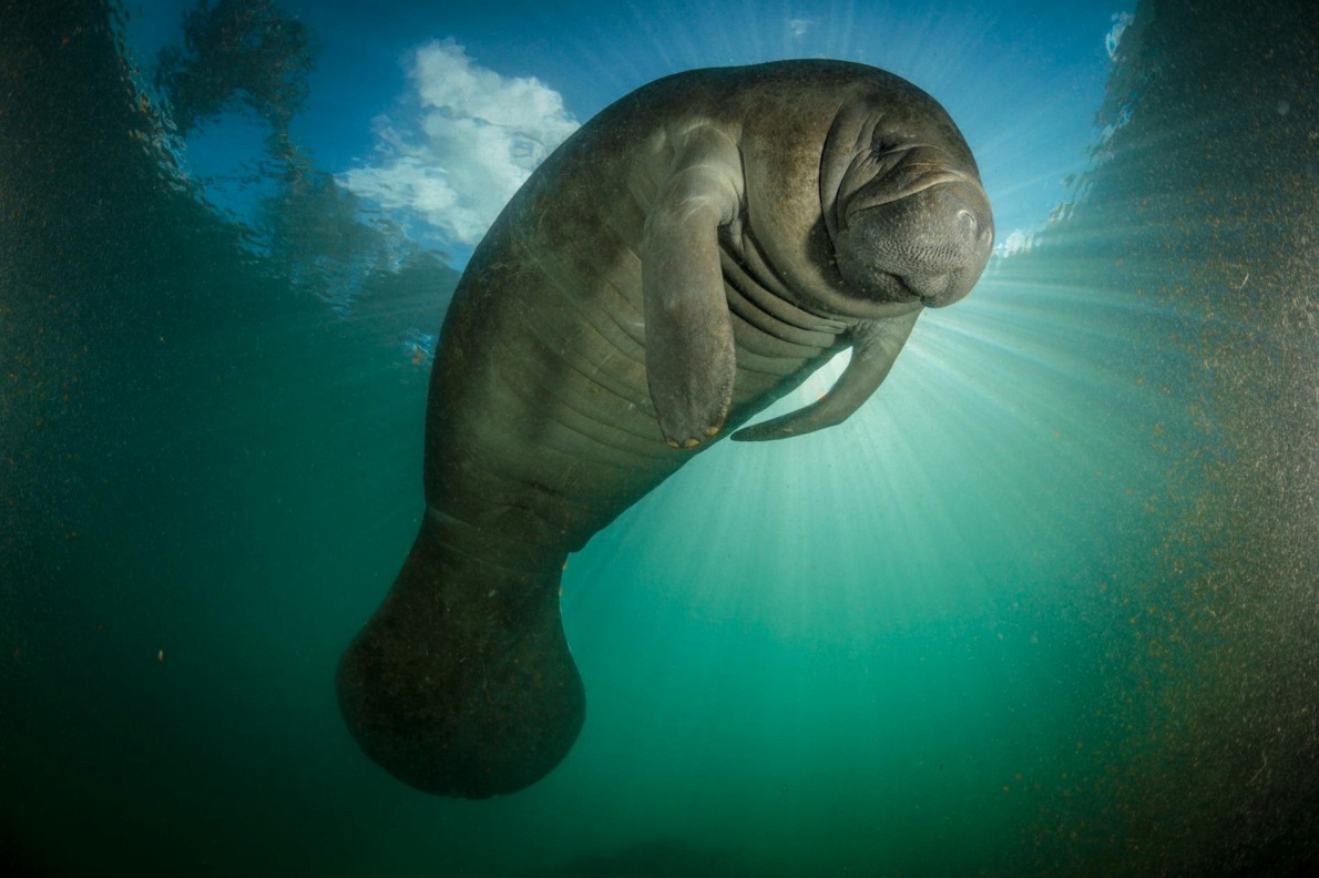 ギャラリー 世界の巨大淡水生物 40年間で約9割も減っていた 写真14点 ナショナルジオグラフィック日本版サイト