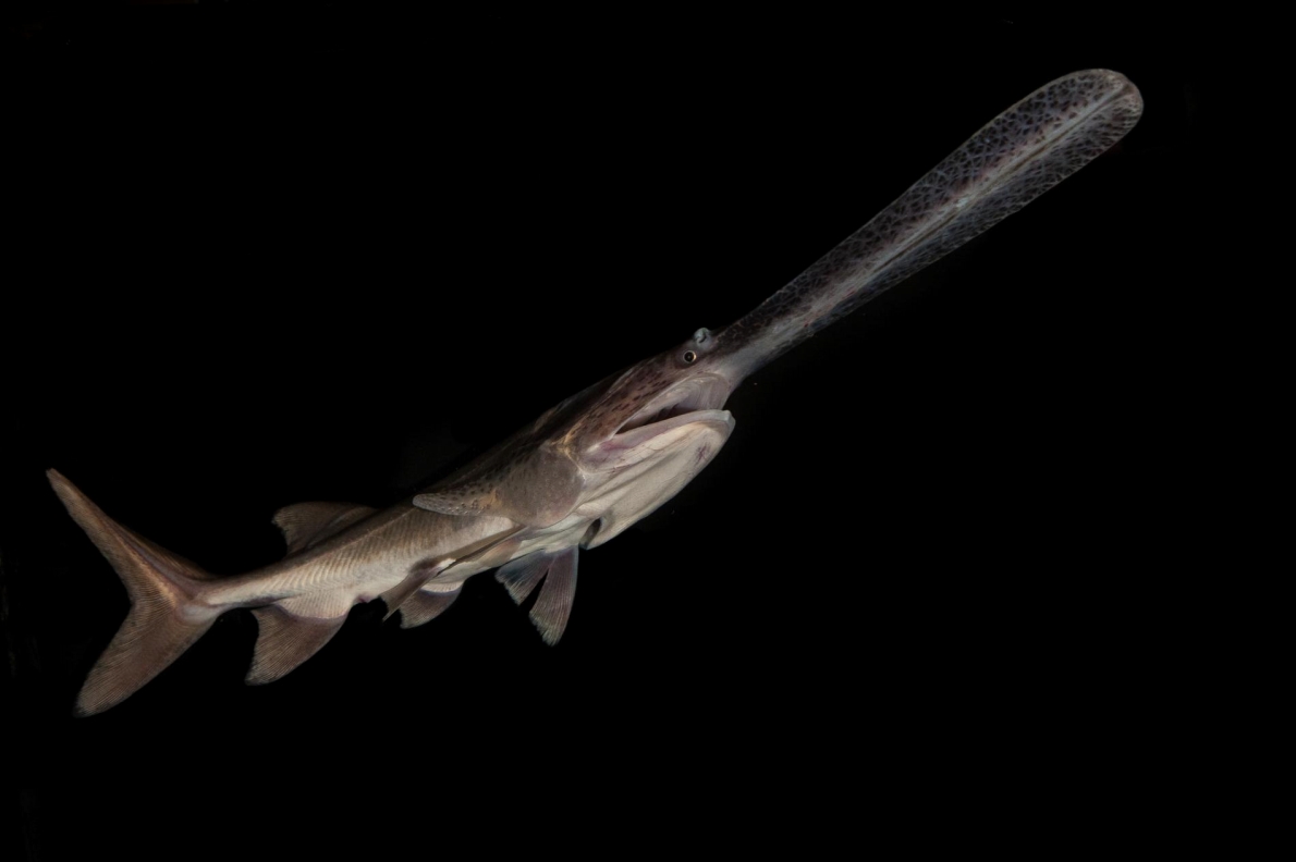 ギャラリー：世界の巨大淡水生物、40年間で約9割も減っていた