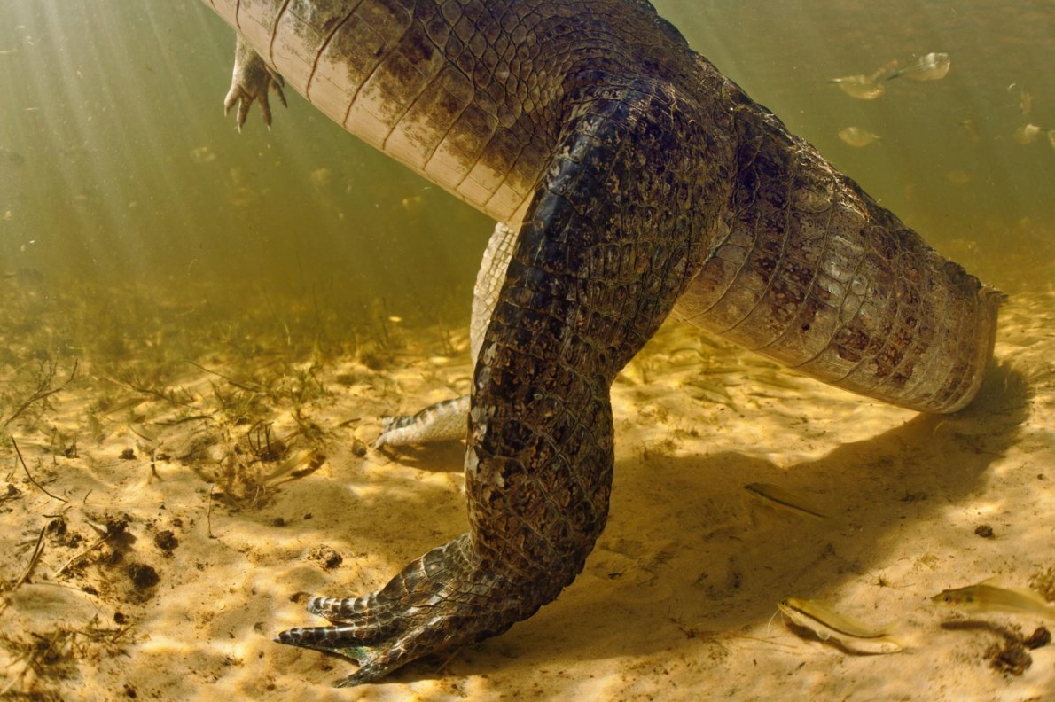 ギャラリー 世界の巨大淡水生物 40年間で約9割も減っていた 写真14点 ナショナルジオグラフィック日本版サイト