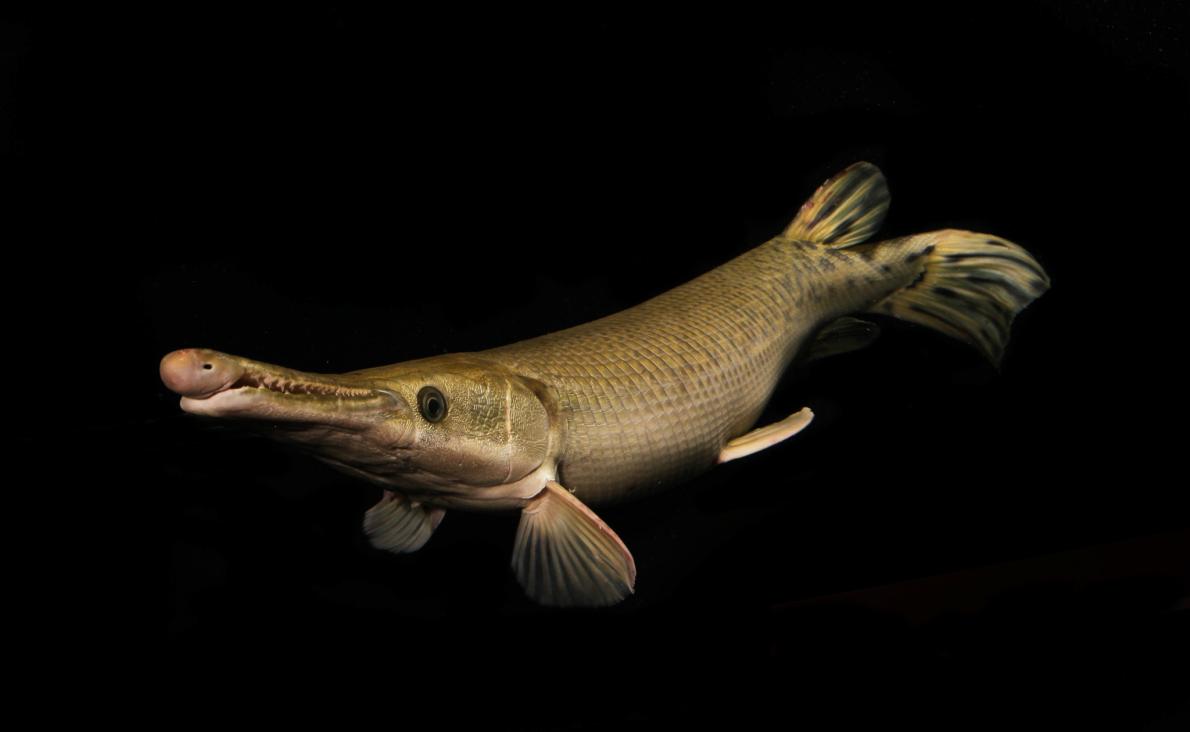 ギャラリー 世界の巨大淡水生物 40年間で約9割も減っていた 写真14点 ナショナルジオグラフィック日本版サイト