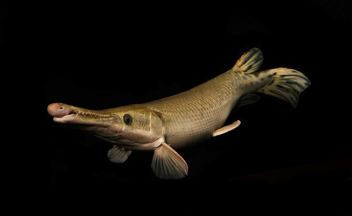 ギャラリー 世界の巨大淡水生物 40年間で約9割も減っていた 写真14点 ナショナルジオグラフィック日本版サイト ギャラリー 世界の巨大淡水生物 40年間で約9割も減っていた 写真14点 ナショナルジオグラフィック日本版サイト