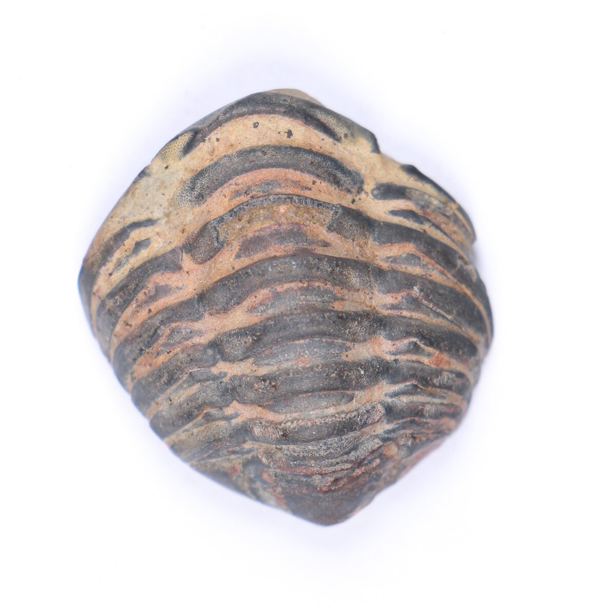 ギャラリー：古代ローマ人が三葉虫の化石をアクセサリーに加工か、初の