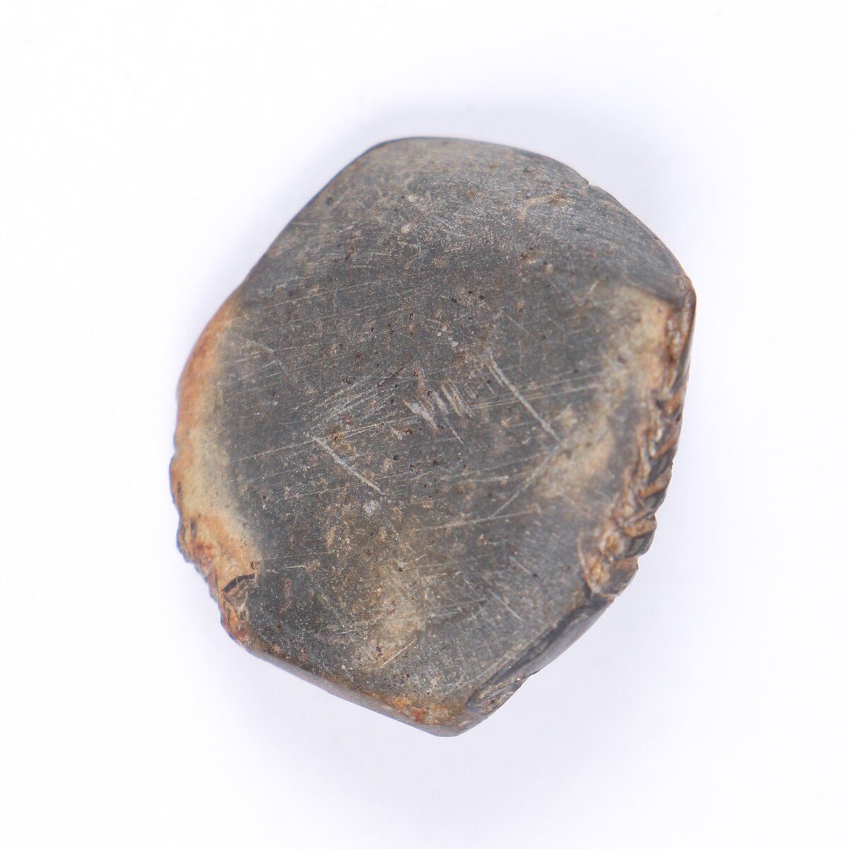ギャラリー：古代ローマ人が三葉虫の化石をアクセサリーに加工か、初の 