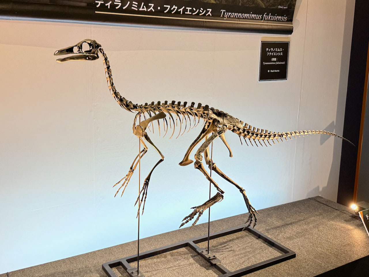 ギャラリー：福井県立恐竜博物館の特別展「獣脚類2025」の
