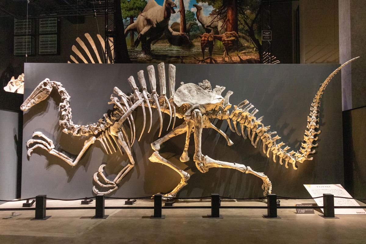 ギャラリー：福井県立恐竜博物館の特別展「獣脚類2025」の