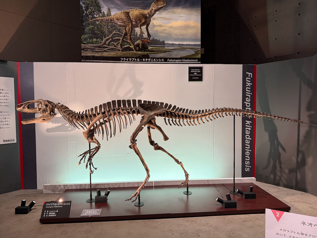 ギャラリー：福井県立恐竜博物館の特別展「獣脚類2025」の