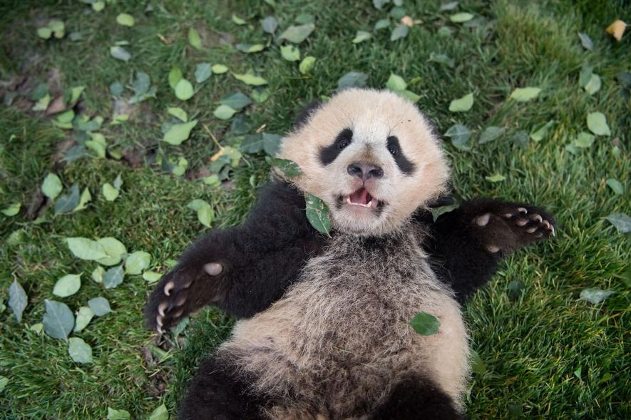 ギャラリー かわいい けど大変 3年がかりのパンダ撮影の舞台裏 写真点 ナショナルジオグラフィック日本版サイト ギャラリー かわいい けど大変 3年がかりのパンダ撮影の舞台裏 写真点 ナショナルジオグラフィック日本版サイト