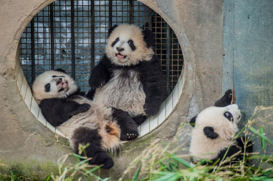 ギャラリー かわいい けど大変 3年がかりのパンダ撮影の舞台裏 写真点 ナショナルジオグラフィック日本版サイト