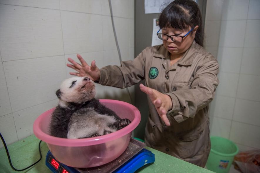 ギャラリー かわいい けど大変 3年がかりのパンダ撮影の舞台裏 写真20点 ナショナルジオグラフィック日本版サイト