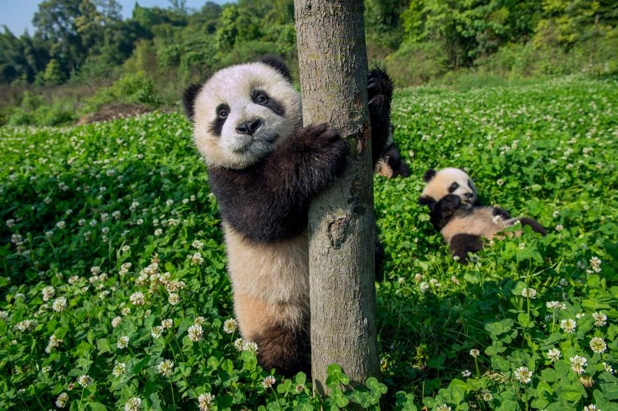 ギャラリー かわいい けど大変 3年がかりのパンダ撮影の舞台裏 写真点 ナショナルジオグラフィック日本版サイト