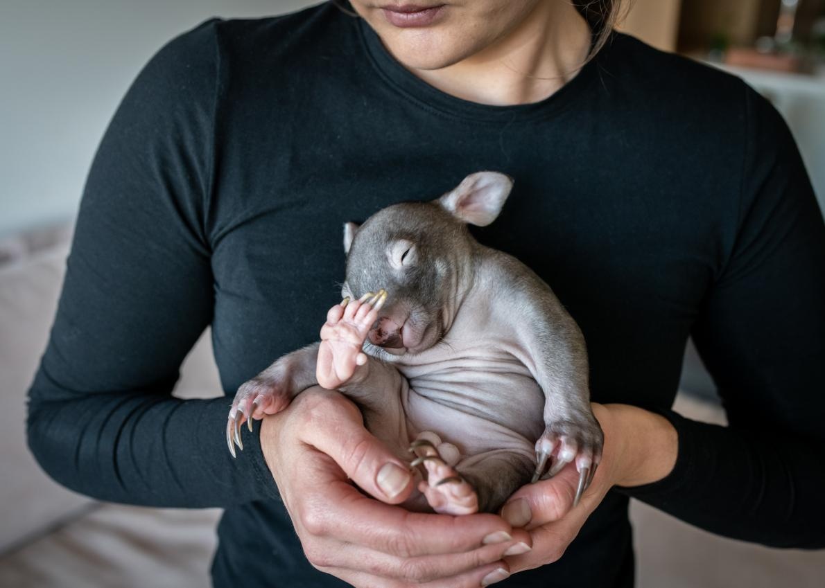 ギャラリー 母を亡くした赤ちゃんウォンバットとの自宅生活 写真8点 ナショナルジオグラフィック日本版サイト ギャラリー 母を亡くした赤ちゃんウォンバットとの自宅生活 写真8点 ナショナルジオグラフィック日本版サイト