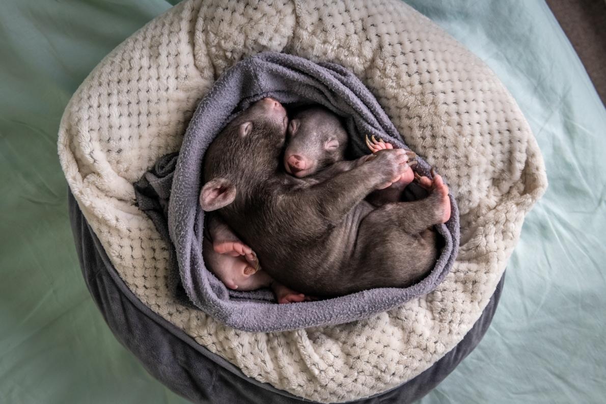 ギャラリー 母を亡くした赤ちゃんウォンバットとの自宅生活 写真8点 ナショナルジオグラフィック日本版サイト ギャラリー 母を亡くした赤ちゃんウォンバットとの自宅生活 写真8点 ナショナルジオグラフィック日本版サイト