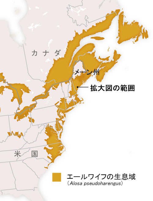 ギャラリー ダム撤去で 川に魚が戻ってきた 写真と地図6点 ナショナルジオグラフィック日本版サイト