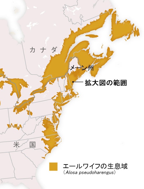 ギャラリー ダム撤去で 川に魚が戻ってきた 写真と地図6点 ナショナルジオグラフィック日本版サイト