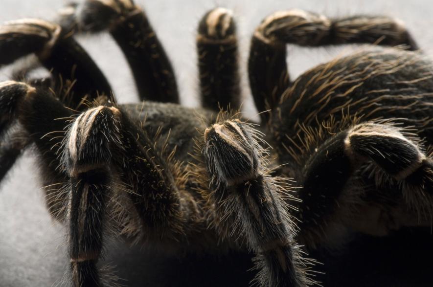ギャラリー ぞわぞわする タランチュラの写真9点 ナショナルジオグラフィック日本版サイト