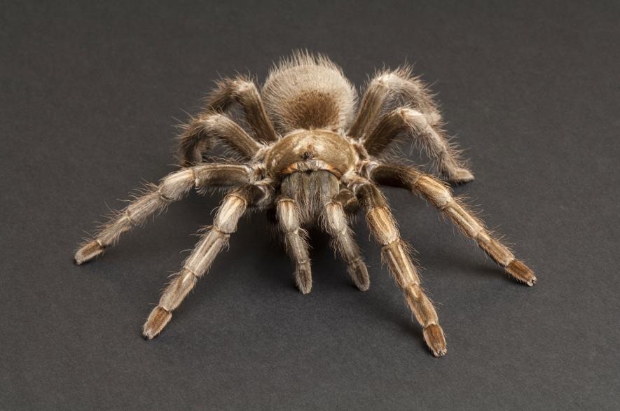 ギャラリー ぞわぞわする タランチュラの写真9点 ナショナルジオグラフィック日本版サイト ギャラリー ぞわぞわする タランチュラの写真9点 ナショナルジオグラフィック日本版サイト