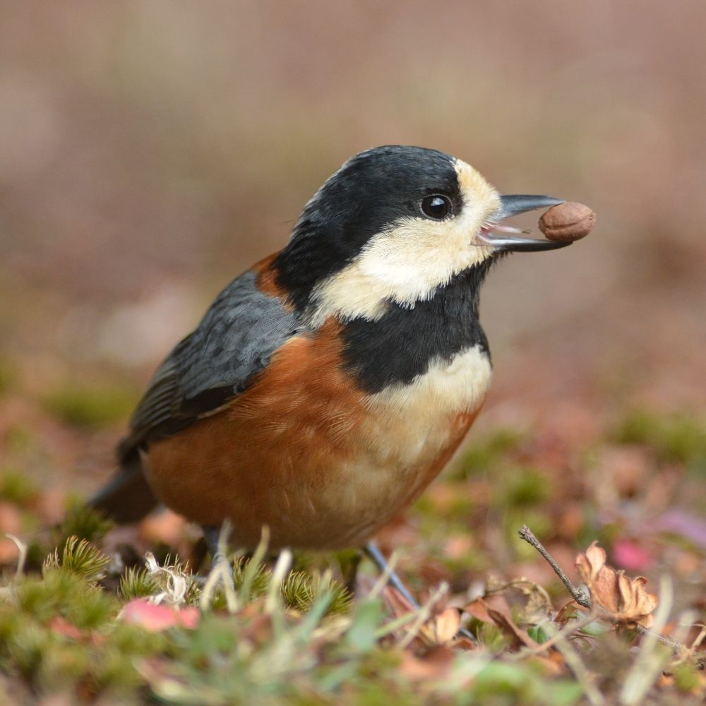 ギャラリー 世界の美しい鳥たち9 ナショナルジオグラフィック日本版サイト ギャラリー 世界の美しい鳥たち9 ナショナルジオグラフィック日本版サイト