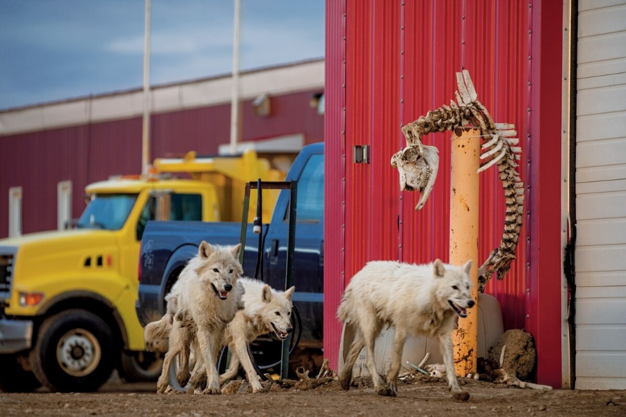 特集ギャラリー オオカミと過ごした濃密な時間 19年9月号 ナショナルジオグラフィック日本版サイト 特集ギャラリー オオカミと過ごした濃密な時間 19年9月号 ナショナルジオグラフィック日本版サイト